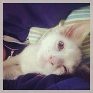 Blanding af racer JAX