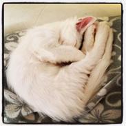 Blanding af racer JAX