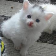 Blanding af racer JAX