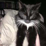 Norsk Skovkat Bølle