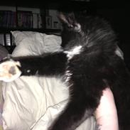 Norsk Skovkat Bølle