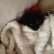 Norsk Skovkat Bølle