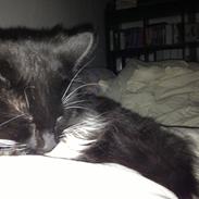 Norsk Skovkat Bølle