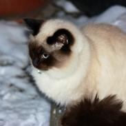 Blanding af racer Emmet