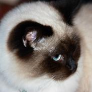 Blanding af racer Emmet