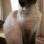 Blanding af racer Emmet