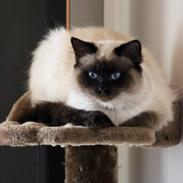 Blanding af racer Emmet