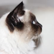 Blanding af racer Emmet