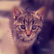 Huskat Yrsa