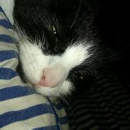 Blanding af racer Mini