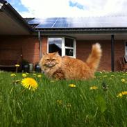 Blanding af racer Molly the ginger