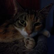 Blanding af racer Maine Coon & Huskat