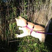 Huskat Charlie