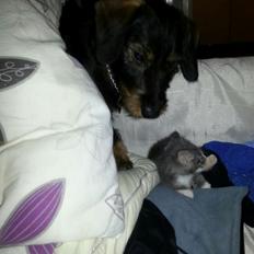 Huskat chiko (hittemis)