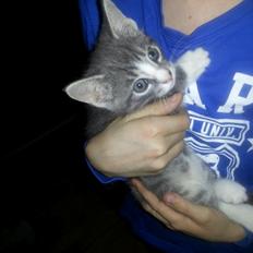 Huskat chiko (hittemis)