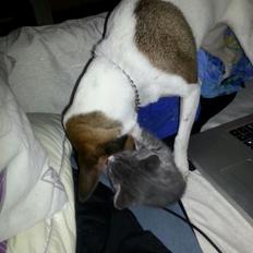 Huskat chiko (hittemis)