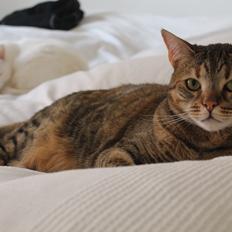 Blanding af racer Sniper