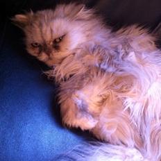 Perser Fnuggi Min kat<3<3<3<3<3<3<3<3<3<3