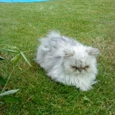 Perser Fnuggi Min kat<3<3<3<3<3<3<3<3<3<3