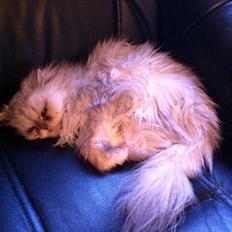 Perser Fnuggi Min kat<3<3<3<3<3<3<3<3<3<3