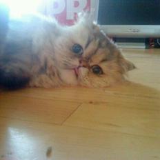 Perser Nuggi / berta <3<3<3 min kat<3<3<3<3<3