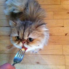 Perser Nuggi / berta <3<3<3 min kat<3<3<3<3<3