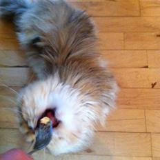 Perser Nuggi / berta <3<3<3 min kat<3<3<3<3<3