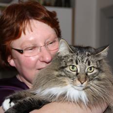 Norsk Skovkat Tantus Merci . R.I.P den 10-4-2013