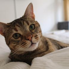 Blanding af racer Sniper