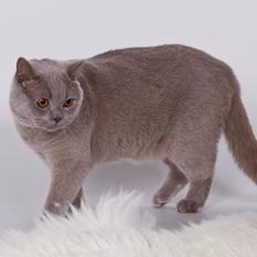 British Shorthair Lady Xiera´s Purple Rain   "Ludvig"