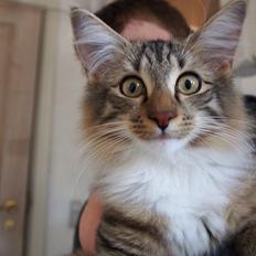 Norsk Skovkat Sirius