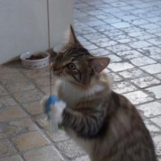 Norsk Skovkat Sirius