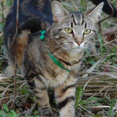 Blanding af racer Hot Chilly