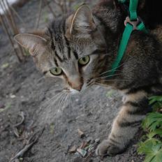 Blanding af racer Hot Chilly