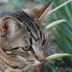 Blanding af racer Hot Chilly