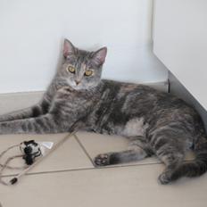 Blanding af racer Mitzi