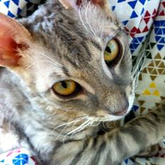 Cornish Rex Milka