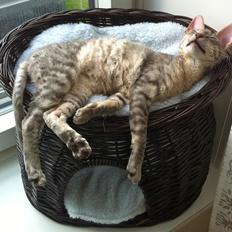 Cornish Rex Milka