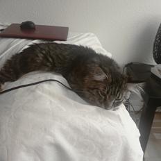 Maine Coon Rumle (CamiCoons Porthos)