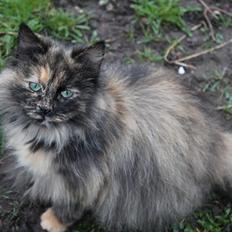 Norsk Skovkat Sannemizz (Himmelkat)