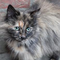 Norsk Skovkat Sannemizz (Himmelkat)