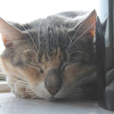 Huskat Middemizz R.I.P