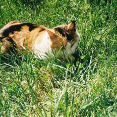 Blanding af racer Missa