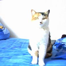 Blanding af racer Missa