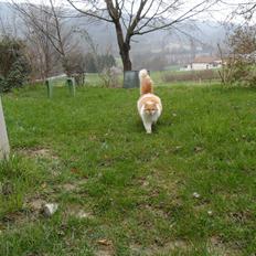 Blanding af racer Roussette