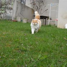 Blanding af racer Roussette