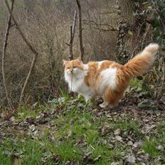 Blanding af racer Roussette