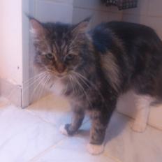 Maine Coon DK Maine-Entrance's Verdande