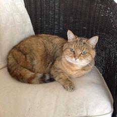 Blanding af racer Lille mis