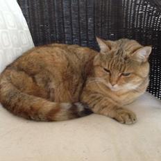 Blanding af racer Lille mis